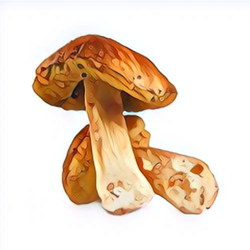 Cèpe