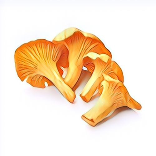 Chanterelle