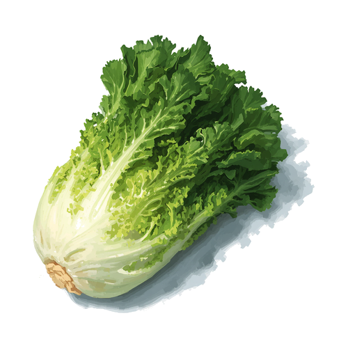 Chicorée frisée