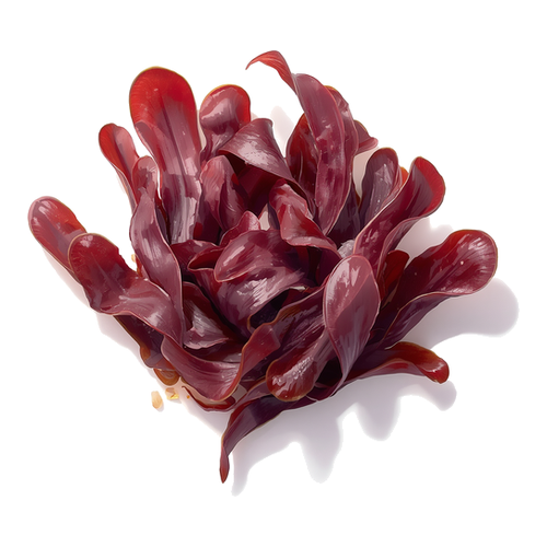 Dulse