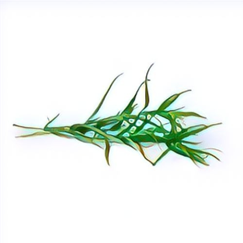 Estragon