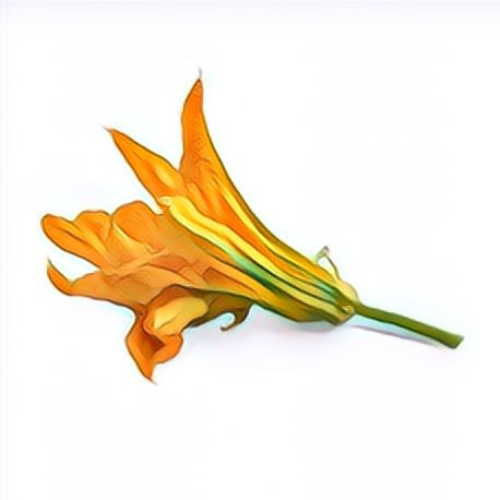 Fleur de courgette