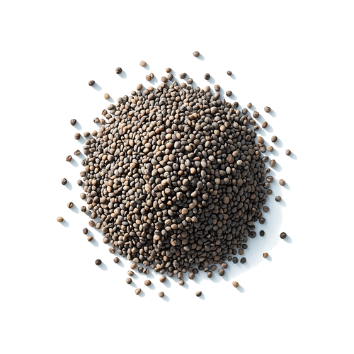 Graine de chia
