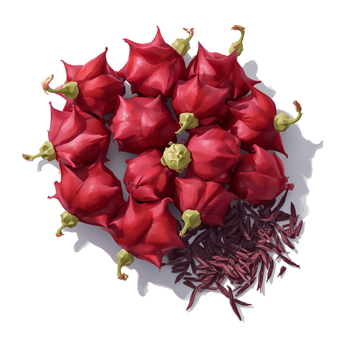 Hibiscus