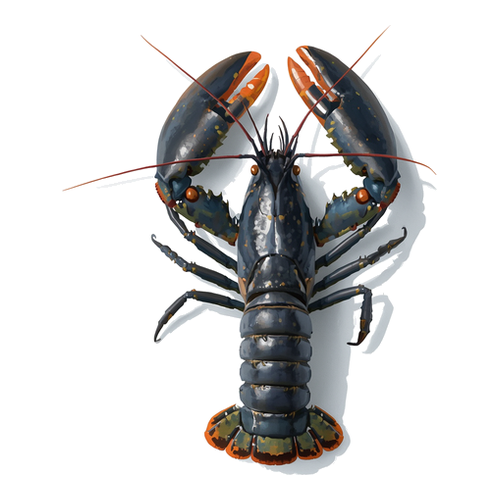 Homard