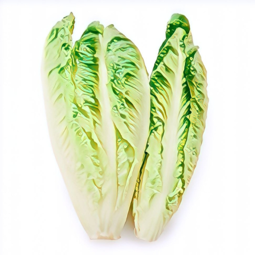 Laitue romaine