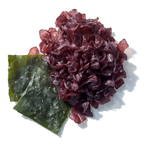 Nori