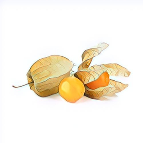 Physalis