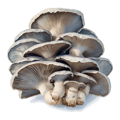 Pleurote