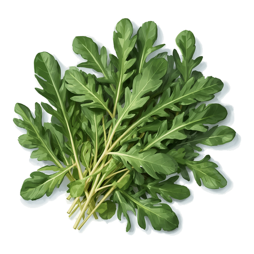 Roquette