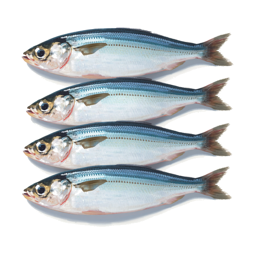 Sardine