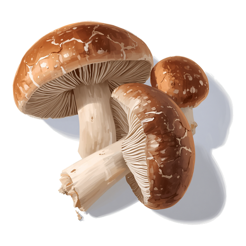 Shiitake