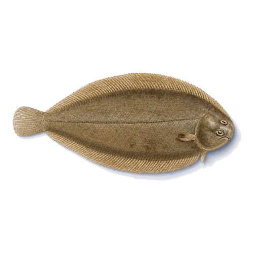 Sole