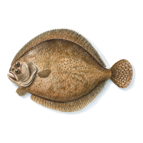 Turbot